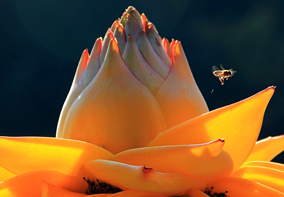 地涌金莲,盛开在人间的天堂之花