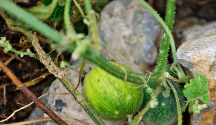 农村这种"屎瓜"被农民厌烦,却在城里成了宝,100一斤不好买!