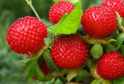 农村蛇梅,对于抗癌作用极大