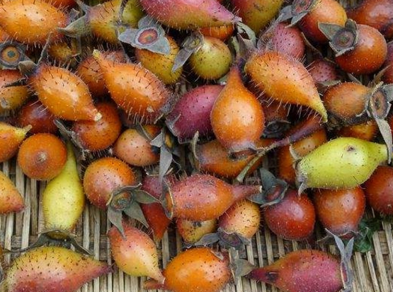 山鸡头子又名山石榴,金樱子等.