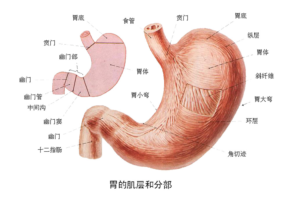 胃窦的图片位置示意图图片