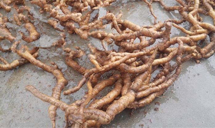 在文献中,仙药的学名:巴戟天,在农村,人们多叫其为鸡肠薯,主要生长在