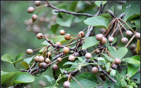 酸酸甜甜的野梨子