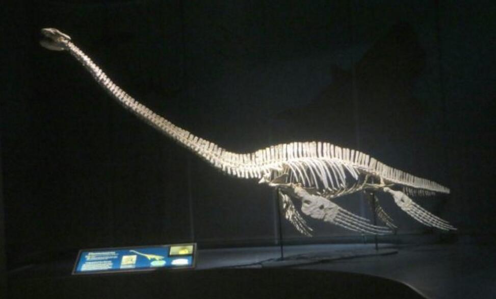 阿根廷发现一亿五千万年前蛇颈龙化石,长达12米!