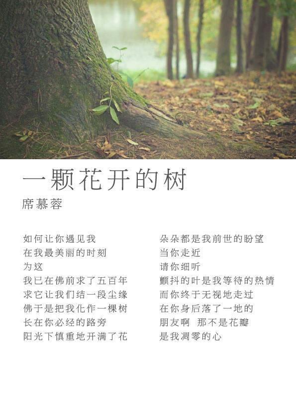 关于树的现代诗枫树图片