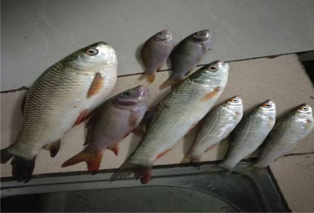 这几种有毒的鱼,钓到最好立即收杆,免得伤到自己