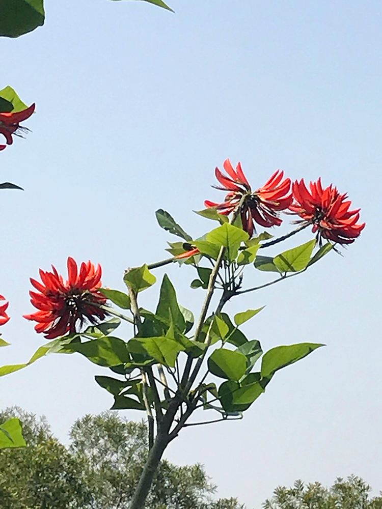 刺桐花紅似火,泉州為什麼又叫刺桐,泉州城上哪兒賞刺桐花?