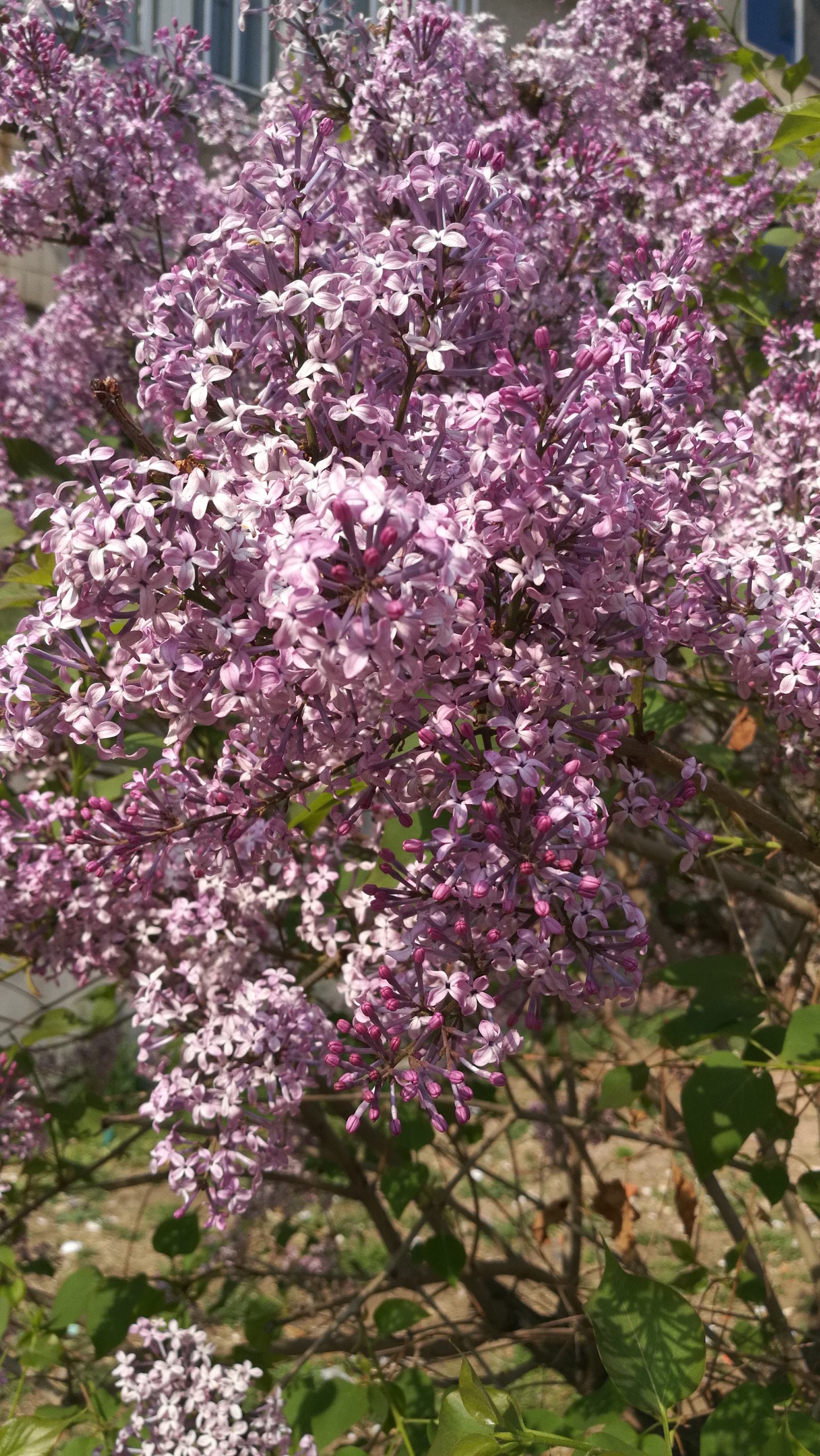 七瓣丁香花图片